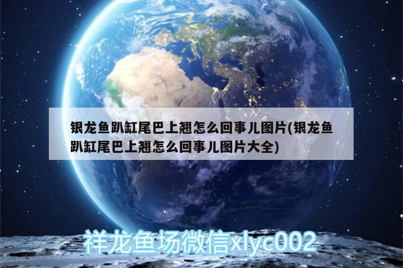 銀龍魚趴缸尾巴上翹怎么回事兒圖片(銀龍魚趴缸尾巴上翹怎么回事兒圖片大全)