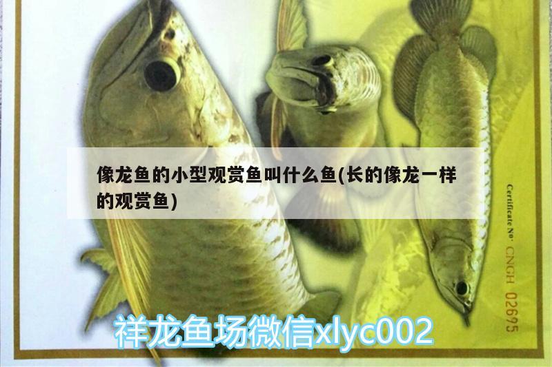 像龍魚的小型觀賞魚叫什么魚(長的像龍一樣的觀賞魚)