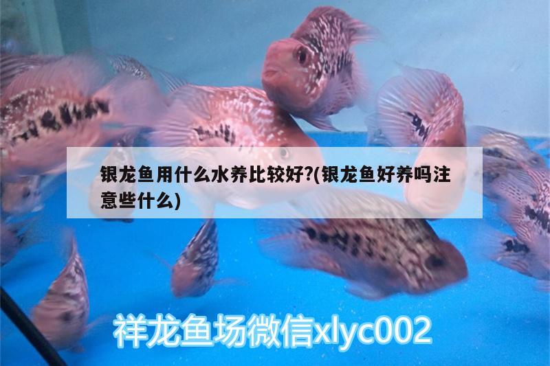 銀龍魚用什么水養(yǎng)比較好?(銀龍魚好養(yǎng)嗎注意些什么) 銀龍魚