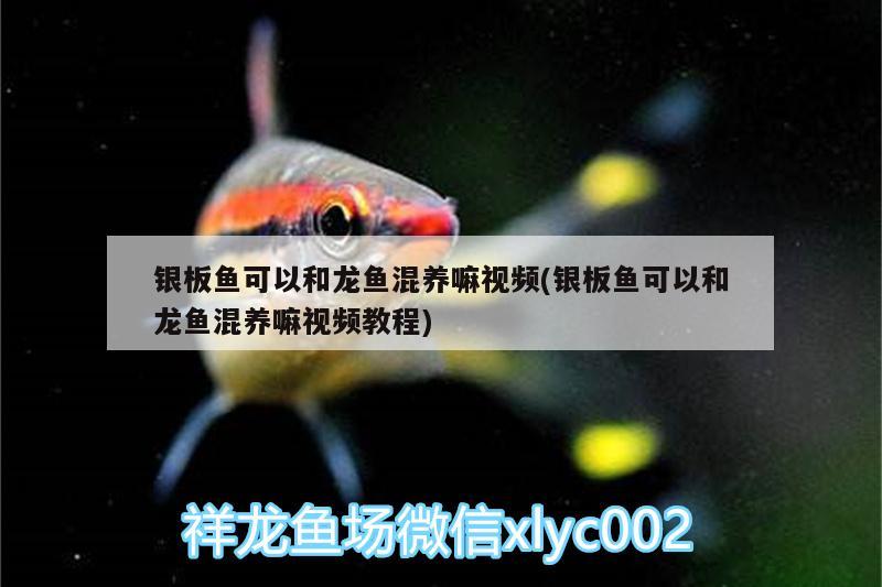 銀板魚可以和龍魚混養(yǎng)嘛視頻(銀板魚可以和龍魚混養(yǎng)嘛視頻教程) 印尼虎苗