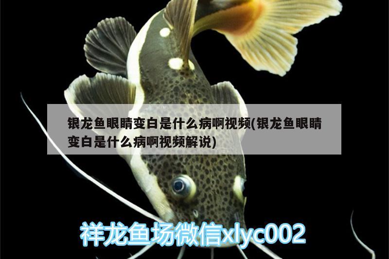 銀龍魚眼睛變白是什么病啊視頻(銀龍魚眼睛變白是什么病啊視頻解說) 銀龍魚百科