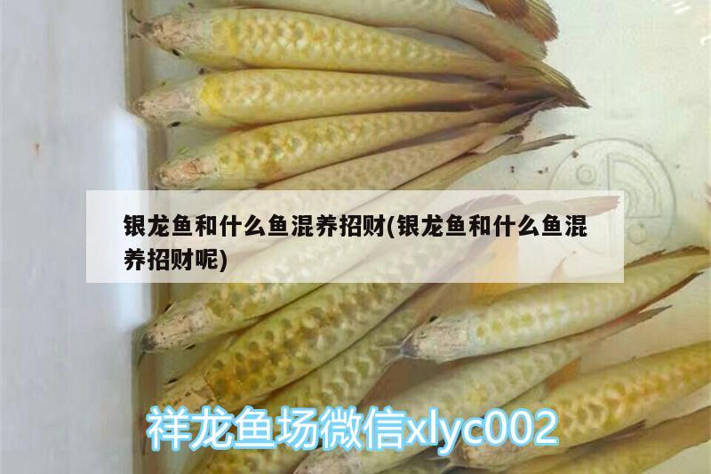 銀龍魚和什么魚混養(yǎng)招財(cái)(銀龍魚和什么魚混養(yǎng)招財(cái)呢)