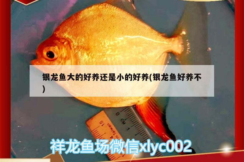 銀龍魚大的好養(yǎng)還是小的好養(yǎng)(銀龍魚好養(yǎng)不) 銀龍魚百科