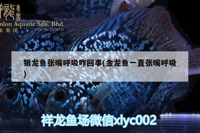 銀龍魚張嘴呼吸咋回事(金龍魚一直張嘴呼吸) 銀龍魚百科