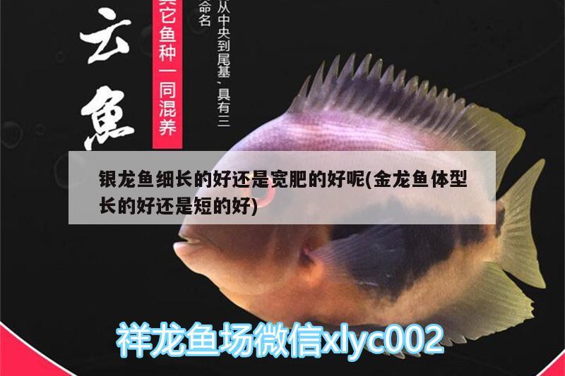 銀龍魚細(xì)長(zhǎng)的好還是寬肥的好呢(金龍魚體型長(zhǎng)的好還是短的好)