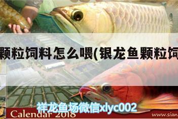 銀龍魚顆粒飼料怎么喂(銀龍魚顆粒飼料怎么喂魚)