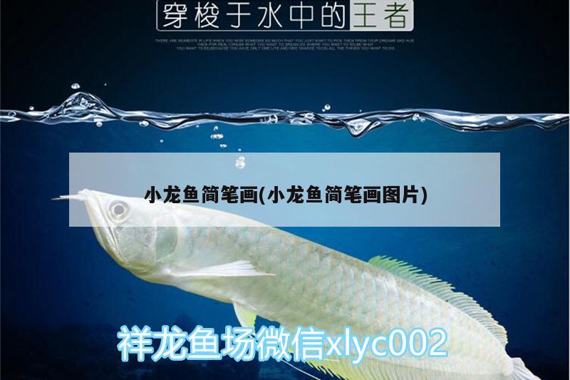 小龍魚(yú)簡(jiǎn)筆畫(小龍魚(yú)簡(jiǎn)筆畫圖片) 福魟魟魚(yú)