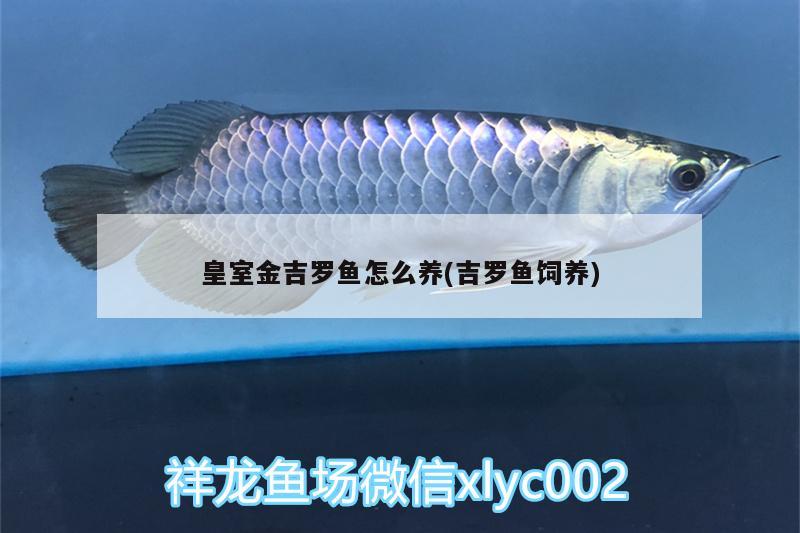 皇室金吉羅魚怎么養(yǎng)(吉羅魚飼養(yǎng)) 金老虎魚