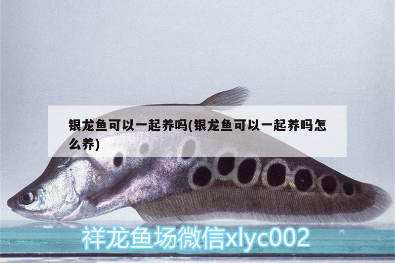 銀龍魚可以一起養(yǎng)嗎(銀龍魚可以一起養(yǎng)嗎怎么養(yǎng))