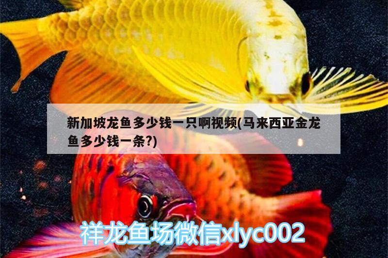 新加坡龍魚(yú)多少錢一只啊視頻(馬來(lái)西亞金龍魚(yú)多少錢一條?) 黑水素