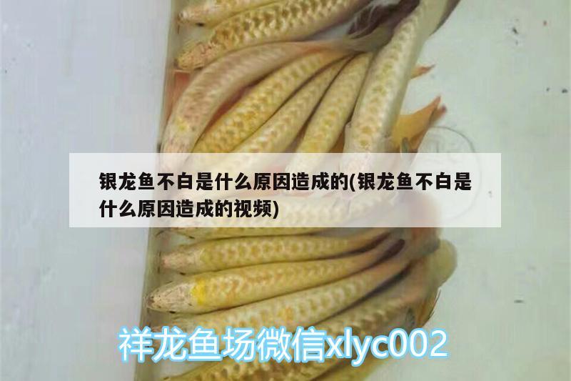 銀龍魚不白是什么原因造成的(銀龍魚不白是什么原因造成的視頻)