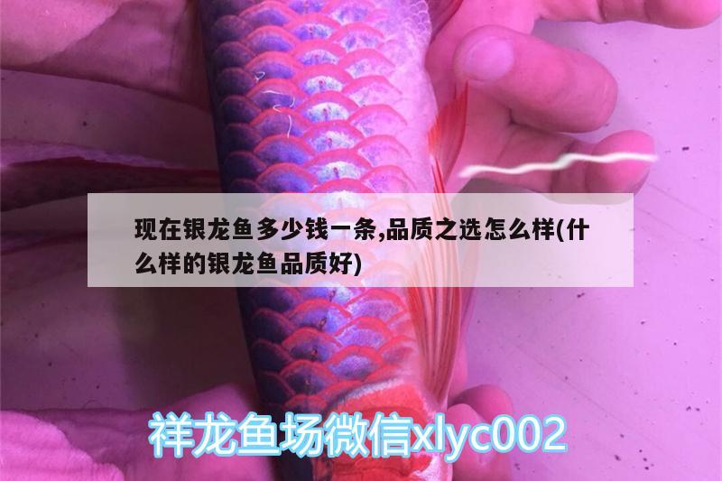 現(xiàn)在銀龍魚多少錢一條,品質(zhì)之選怎么樣(什么樣的銀龍魚品質(zhì)好)