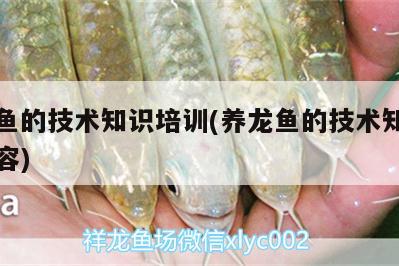 養(yǎng)龍魚的技術(shù)知識培訓(xùn)(養(yǎng)龍魚的技術(shù)知識培訓(xùn)內(nèi)容) 胭脂孔雀龍魚