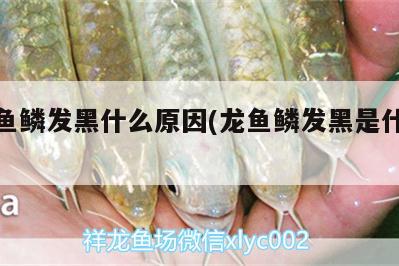 銀龍魚(yú)鱗發(fā)黑什么原因(龍魚(yú)鱗發(fā)黑是什么原因) 銀龍魚(yú)