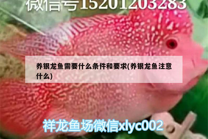 養(yǎng)銀龍魚(yú)需要什么條件和要求(養(yǎng)銀龍魚(yú)注意什么)