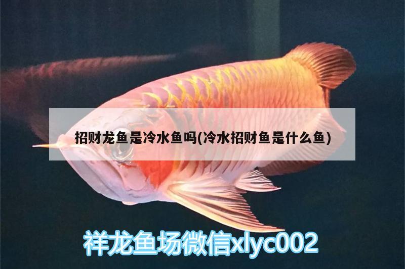 招財(cái)龍魚是冷水魚嗎(冷水招財(cái)魚是什么魚)