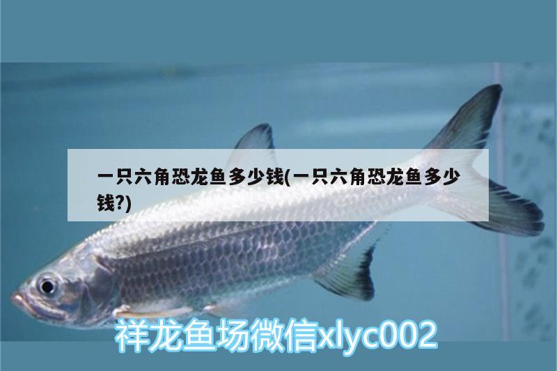 一只六角恐龍魚多少錢(一只六角恐龍魚多少錢?) 元寶鯽