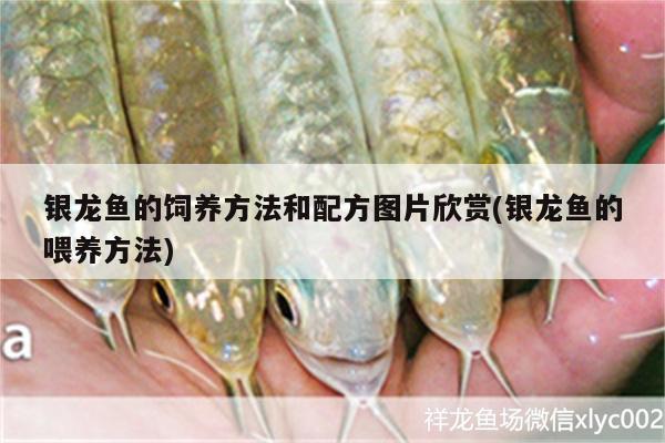 銀龍魚的飼養(yǎng)方法和配方圖片欣賞(銀龍魚的喂養(yǎng)方法)