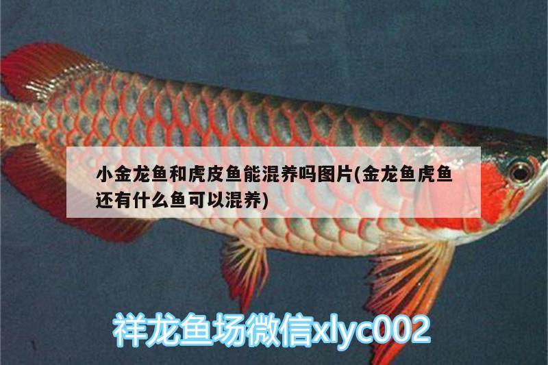 小金龍魚和虎皮魚能混養(yǎng)嗎圖片(金龍魚虎魚還有什么魚可以混養(yǎng))