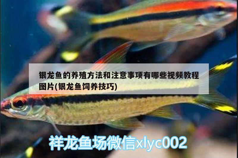 銀龍魚的養(yǎng)殖方法和注意事項(xiàng)有哪些視頻教程圖片(銀龍魚飼養(yǎng)技巧)