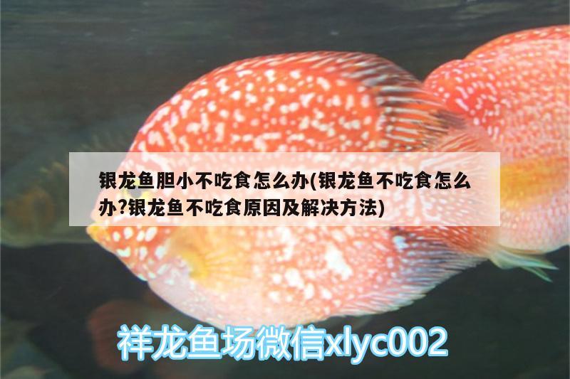 銀龍魚膽小不吃食怎么辦(銀龍魚不吃食怎么辦?銀龍魚不吃食原因及解決方法)