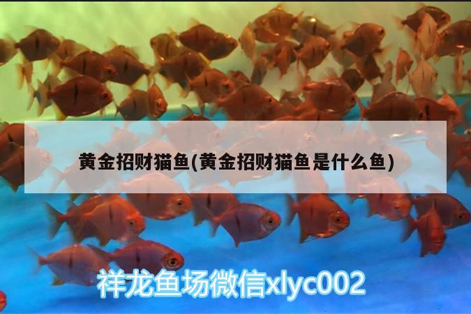 黃金招財貓魚(黃金招財貓魚是什么魚) 黃金招財貓魚