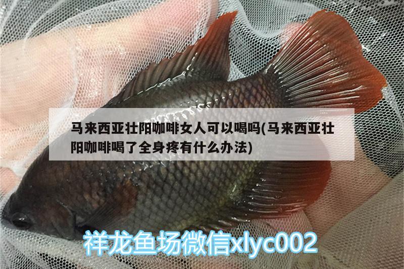 馬來西亞壯陽咖啡女人可以喝嗎(馬來西亞壯陽咖啡喝了全身疼有什么辦法) 馬來西亞咖啡