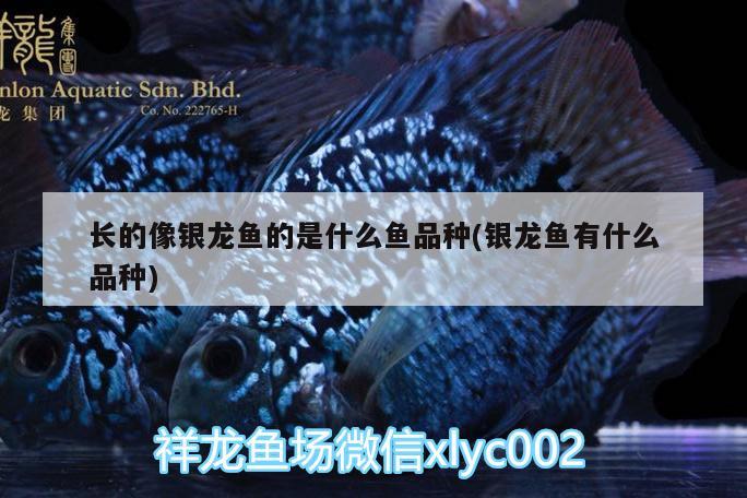 長的像銀龍魚的是什么魚品種(銀龍魚有什么品種)