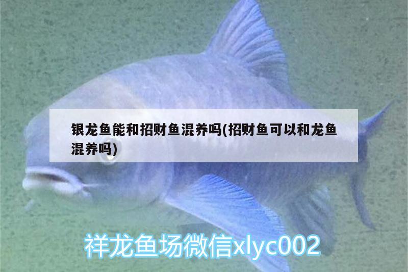 銀龍魚能和招財魚混養(yǎng)嗎(招財魚可以和龍魚混養(yǎng)嗎)