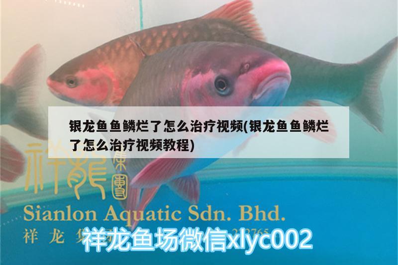 銀龍魚魚鱗爛了怎么治療視頻(銀龍魚魚鱗爛了怎么治療視頻教程) 銀龍魚