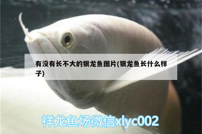 有沒有長不大的銀龍魚圖片(銀龍魚長什么樣子)