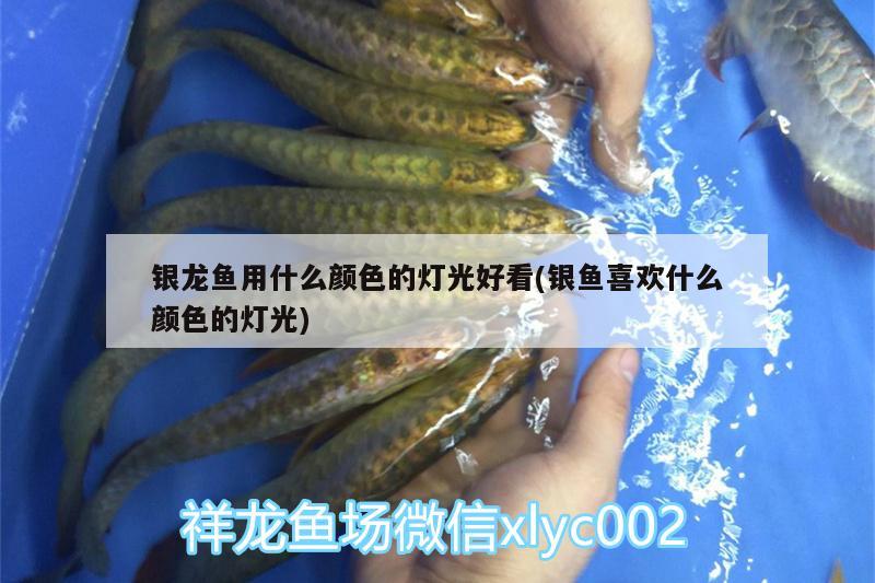 銀龍魚用什么顏色的燈光好看(銀魚喜歡什么顏色的燈光)