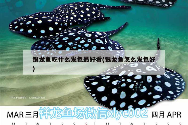 銀龍魚吃什么發(fā)色最好看(銀龍魚怎么發(fā)色好) 銀龍魚百科