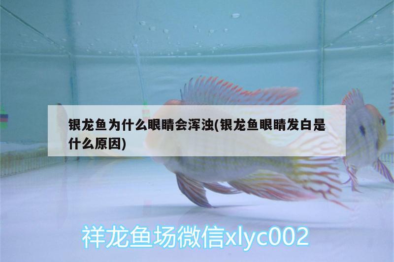 銀龍魚(yú)為什么眼睛會(huì)渾濁(銀龍魚(yú)眼睛發(fā)白是什么原因)