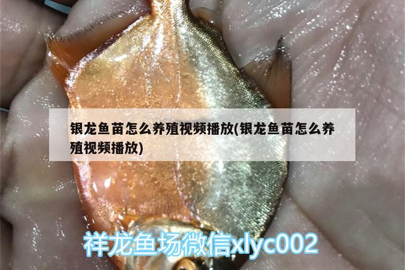 銀龍魚苗怎么養(yǎng)殖視頻播放(銀龍魚苗怎么養(yǎng)殖視頻播放) 銀龍魚百科