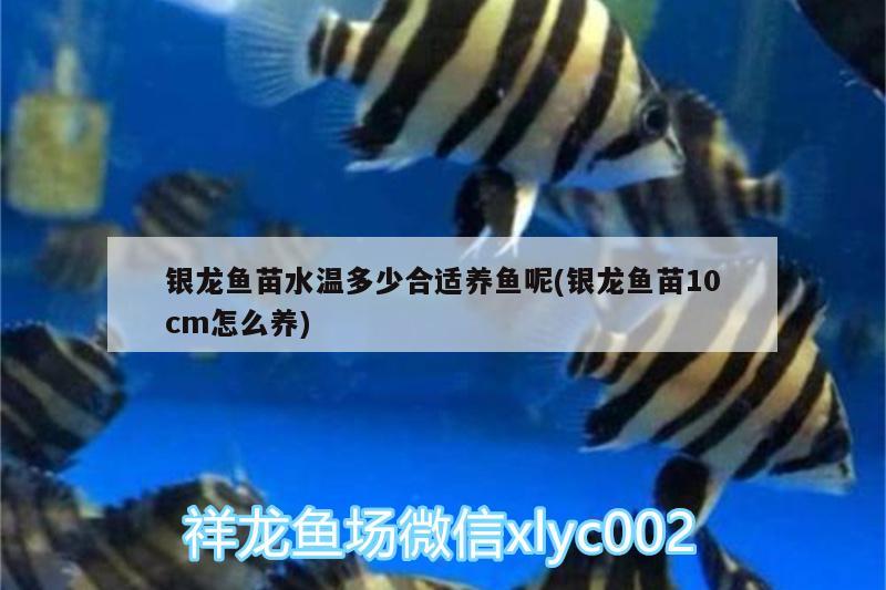 銀龍魚苗水溫多少合適養(yǎng)魚呢(銀龍魚苗10cm怎么養(yǎng))