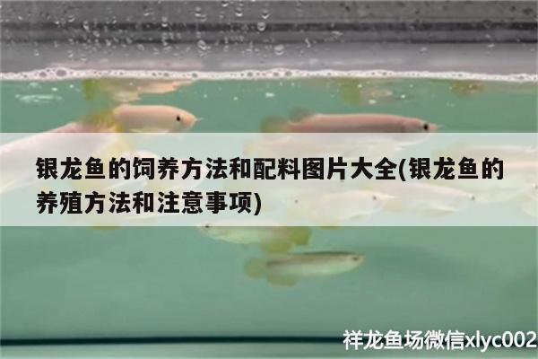 銀龍魚(yú)的飼養(yǎng)方法和配料圖片大全(銀龍魚(yú)的養(yǎng)殖方法和注意事項(xiàng))