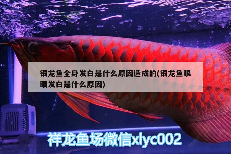 銀龍魚全身發(fā)白是什么原因造成的(銀龍魚眼睛發(fā)白是什么原因) 銀龍魚