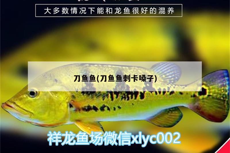 刀魚魚(刀魚魚刺卡嗓子) 刀魚魚