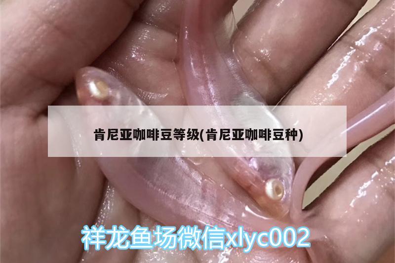 肯尼亞咖啡豆等級(jí)(肯尼亞咖啡豆種)