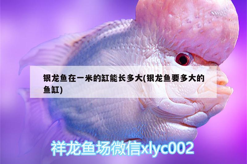 銀龍魚(yú)在一米的缸能長(zhǎng)多大(銀龍魚(yú)要多大的魚(yú)缸) 銀龍魚(yú)