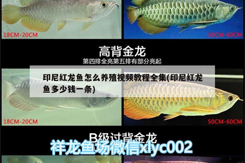 印尼紅龍魚怎么養(yǎng)殖視頻教程全集(印尼紅龍魚多少錢一條) 紅龍魚百科