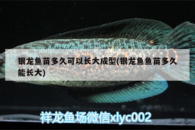 銀龍魚苗多久可以長大成型(銀龍魚魚苗多久能長大) 銀龍魚百科