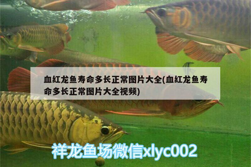 血紅龍魚壽命多長正常圖片大全(血紅龍魚壽命多長正常圖片大全視頻) 七彩神仙魚