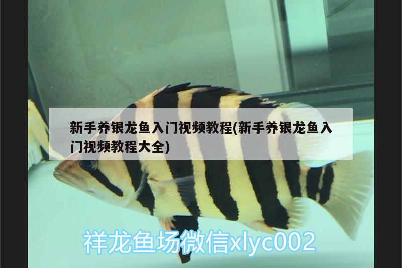 新手養(yǎng)銀龍魚入門視頻教程(新手養(yǎng)銀龍魚入門視頻教程大全)