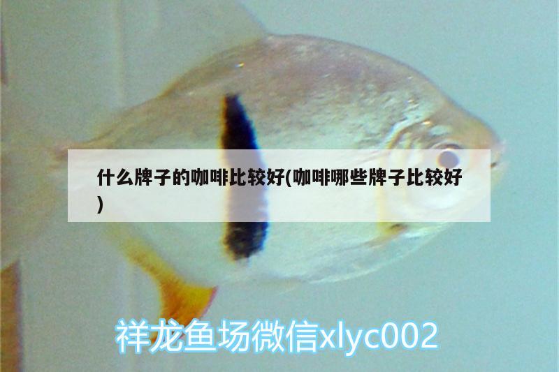 什么牌子的咖啡比較好(咖啡哪些牌子比較好) 馬來西亞咖啡 第1張