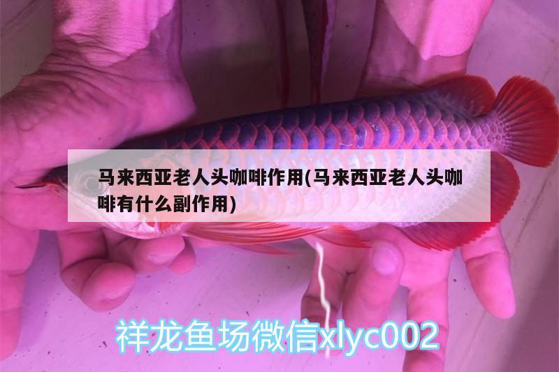 馬來西亞老人頭咖啡作用(馬來西亞老人頭咖啡有什么副作用)