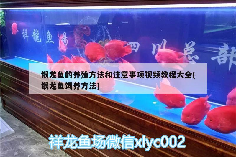 銀龍魚的養(yǎng)殖方法和注意事項(xiàng)視頻教程大全(銀龍魚飼養(yǎng)方法) 銀龍魚