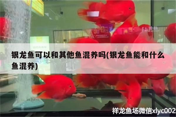 銀龍魚可以和其他魚混養(yǎng)嗎(銀龍魚能和什么魚混養(yǎng))