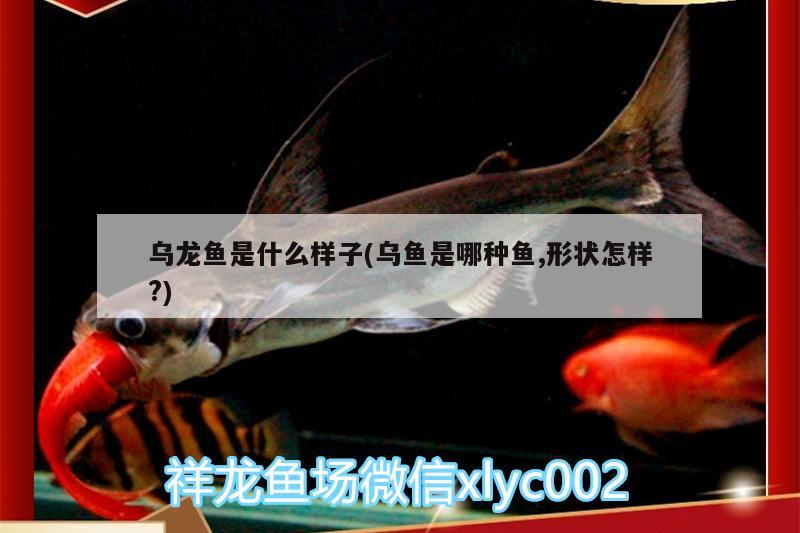 烏龍魚是什么樣子(烏魚是哪種魚,形狀怎樣?)